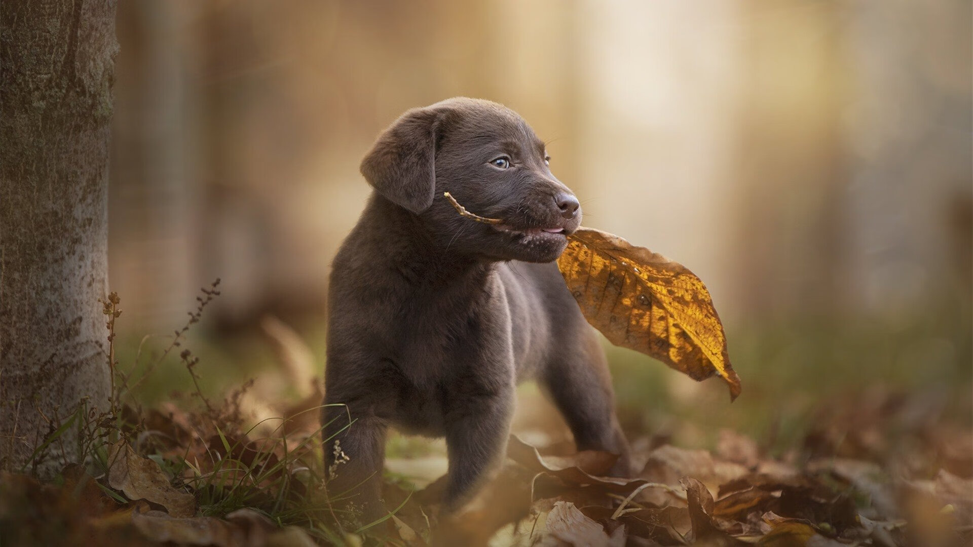 国足落后局面反扑能力排名,国足逆袭