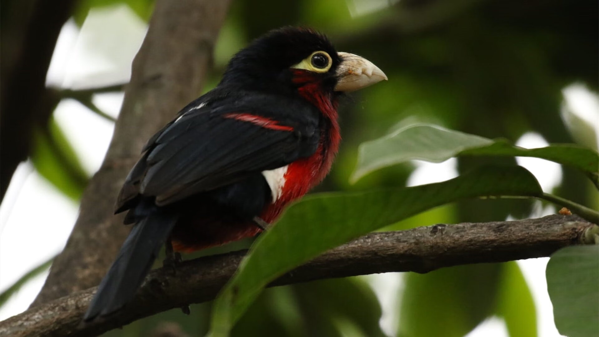 爱游戏APP-CBA联盟探索篮球产业链发展新模式，cba发展现状